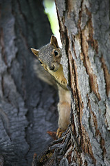 Image showing squirrel watching