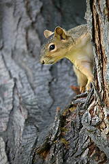 Image showing squirrel watching