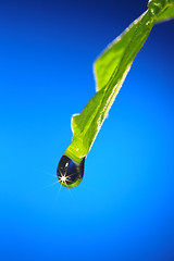 Image showing leaf with drop