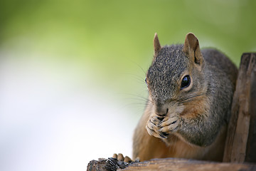 Image showing squirrel eating