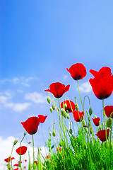 Image showing red poppy flowers