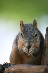 Image showing squirrel closeup