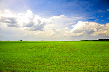 Image showing agricultural field