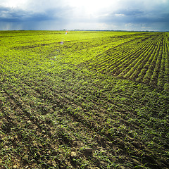 Image showing green field