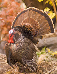 Image showing Wild Turkey Tom, prepared by taxidermy. 12MP camera.