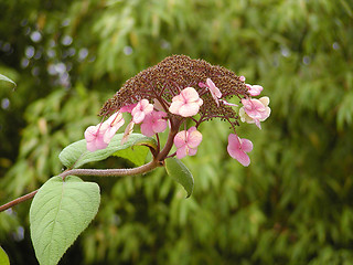 Image showing Pink Flower