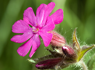 Image showing Melandrium dioicum 