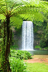 Image showing Fern n Falls