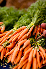 Image showing bunches of fresh carrots