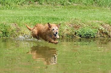 Image showing Old dog jumping into the lake