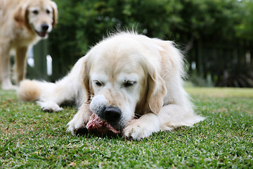 Image showing Golden retriever dog with a bone