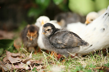 Image showing Free range chicken