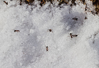 Image showing ants on  snow