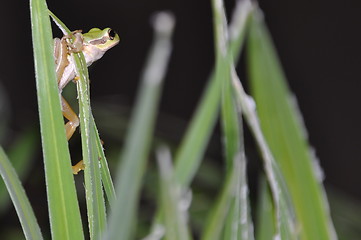 Image showing Tree frog