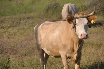 Image showing Brown cow