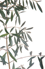 Image showing Olive tree branch