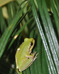 Image showing Tree frog