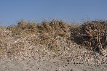 Image showing Sand dune