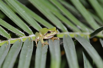 Image showing Tree frog