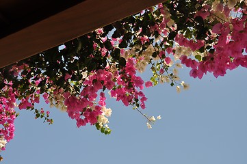 Image showing Bougainvillea