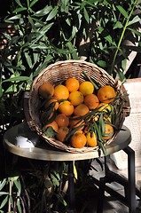 Image showing Oranges