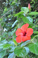 Image showing Hibiscus flower