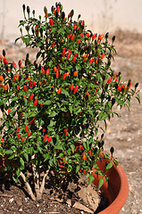 Image showing Parsons pepper flower