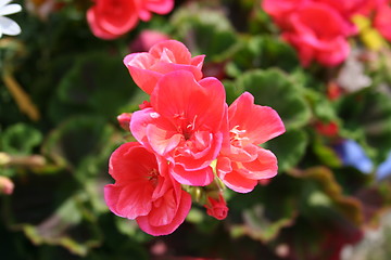 Image showing Geranium