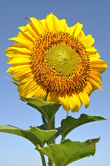 Image showing Sunflower