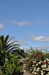 Image showing Bougainvillea