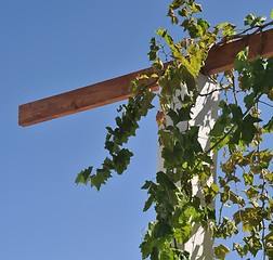 Image showing Grape leaves