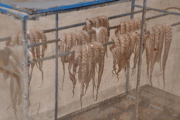 Image showing Drying octopus