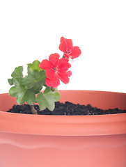 Image showing Geranium flowers