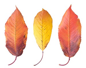 Image showing Cherry leafs
