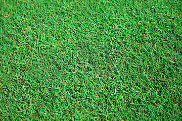 Image showing grass