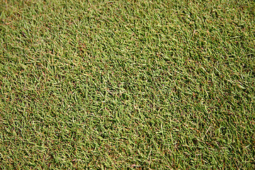 Image showing grass