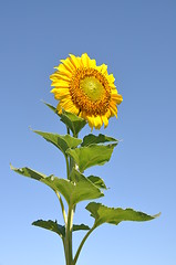 Image showing Sunflower