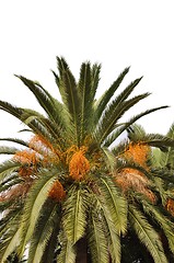 Image showing Palm tree