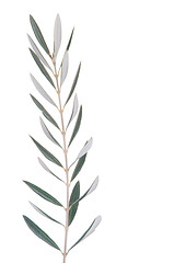 Image showing Olive tree branch