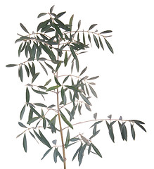 Image showing Olive tree branch