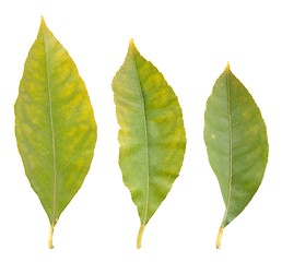 Image showing Lemon leafs