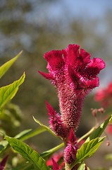 Image showing Cockscomb flower