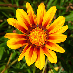 Image showing Gazania