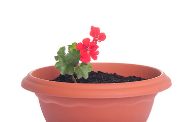 Image showing Geranium flowers