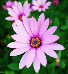 Image showing Violet daisy