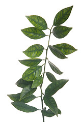 Image showing Orange tree branch