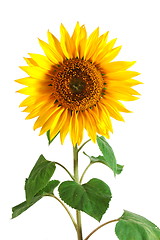 Image showing Sunflower