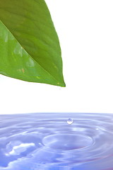 Image showing leaf and water