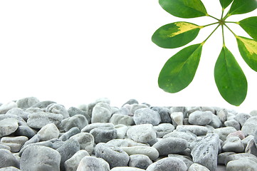 Image showing stones and leaf