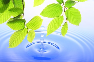 Image showing green leaf and water drop